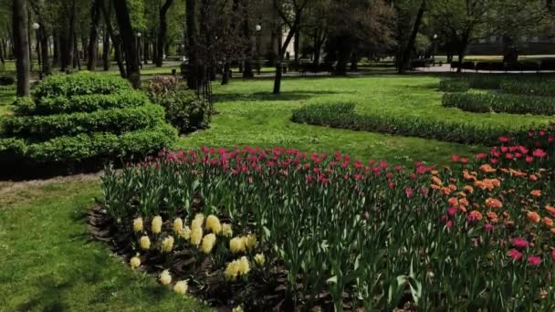 美丽的花坛与鲜花在城市公园. — 图库视频影像