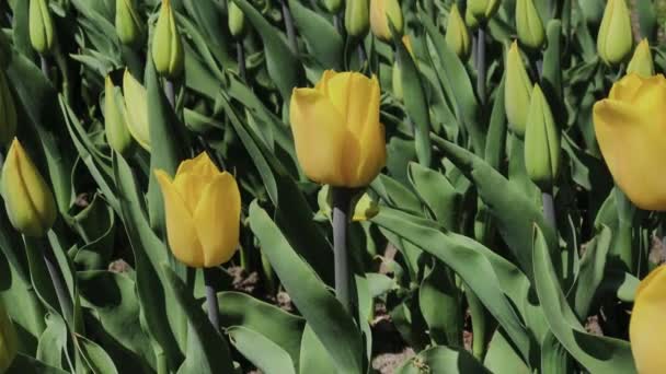 Filmagem de belas flores de tulipas amarelas coloridas florescer no jardim da primavera. Flor de flor de tulipa decorativa na primavera. Beleza da natureza . — Vídeo de Stock