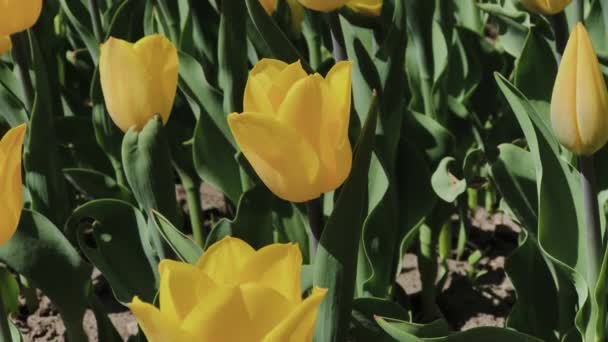 Filmación de hermosas flores de tulipanes amarillos coloridos florecen en el jardín de primavera.Flor decorativa de tulipanes en primavera. . — Vídeo de stock