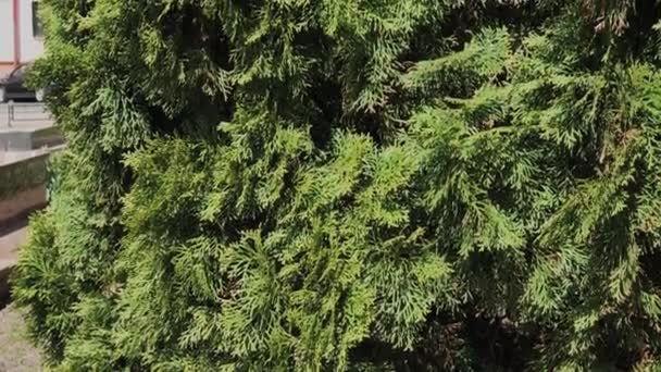 Piękne drzewo zielone gałęzie Thuja Stockowy wideo. — Wideo stockowe