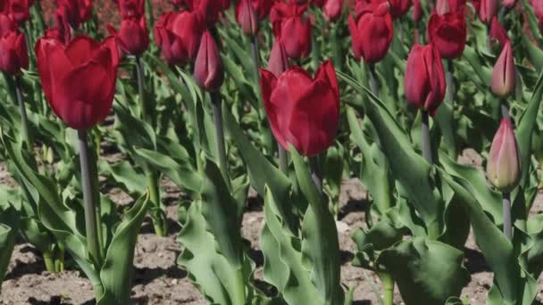 Parterres de tulipes rouges, jaunes et orange. Gros plan des tulipes étoiles rouges — Video