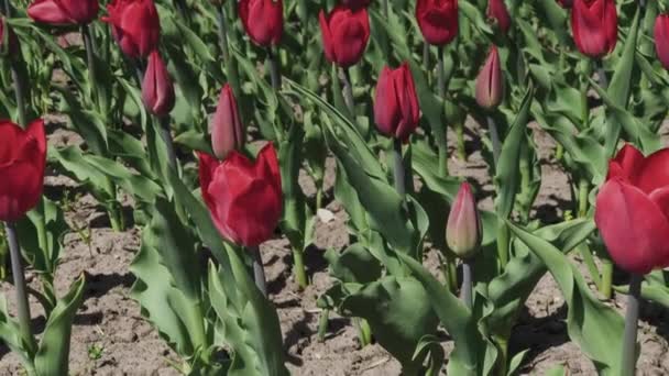 Camas de flores de tulipas vermelhas, amarelas e laranja. Close up de tulipas estrela vermelha — Vídeo de Stock