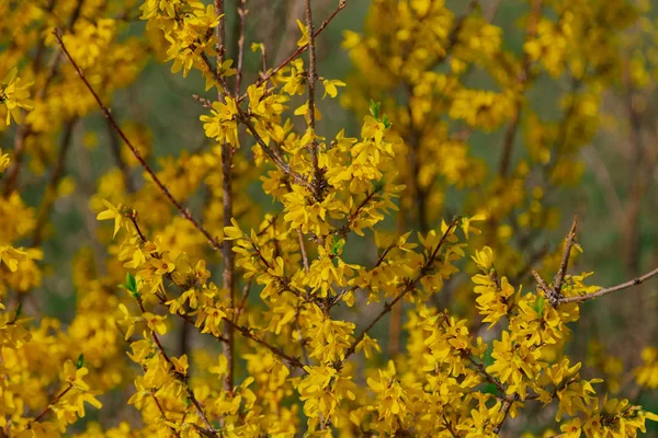 Gyönyörű sárga virágok egy fán a parkban. — Stock Fotó