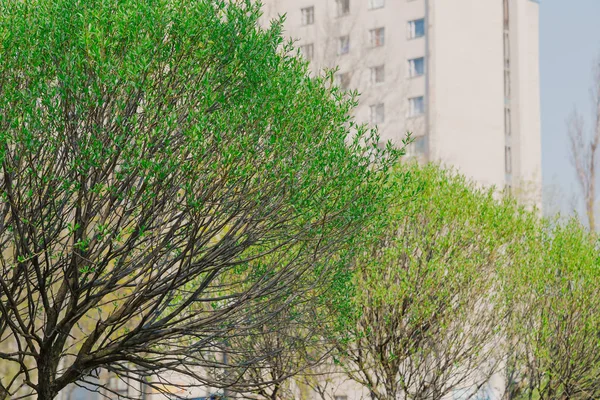 Foglie verdi su un albero la mattina presto sullo sfondo delle case . — Foto Stock