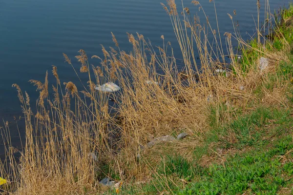 Vuilnis in het gras aan het meer. — Stockfoto