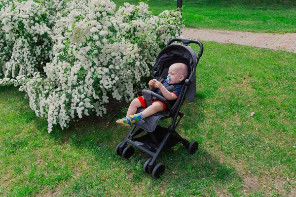 A little boy sits in a baby carriage by a beautiful bush on a sunny day. — Stock Photo, Image