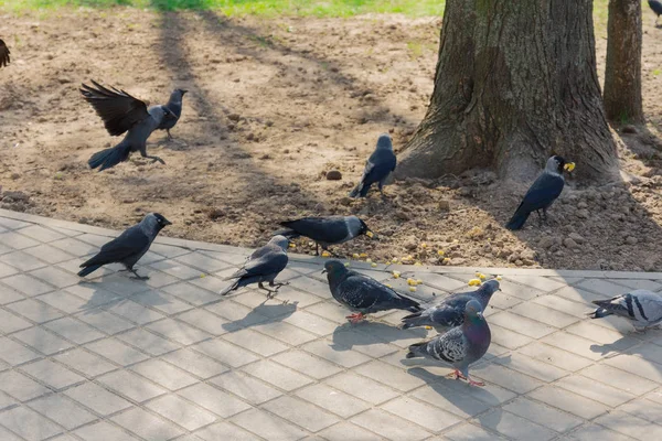 Pombos e corvos comem grãos no chão . — Fotografia de Stock