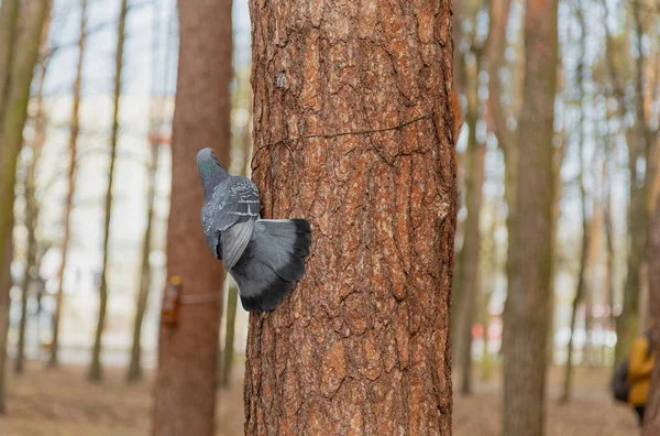 Pomba cinza sentada em uma pose incomum em uma árvore . — Fotografia de Stock