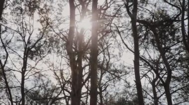 Mavi gökyüzüne karşı güzel ağaç dalları.