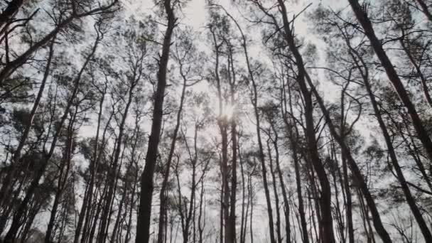 Beautiful tree branches against the blue sky. — Stock Video