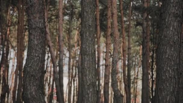 Troncos de árbol marrón en el bosque en un día soleado . — Vídeos de Stock