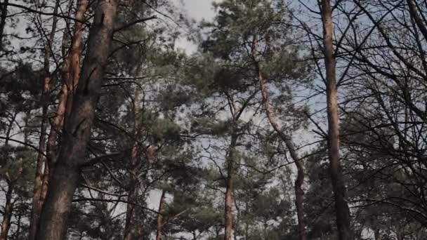 Beautiful tree branches against the blue sky. — Stock Video