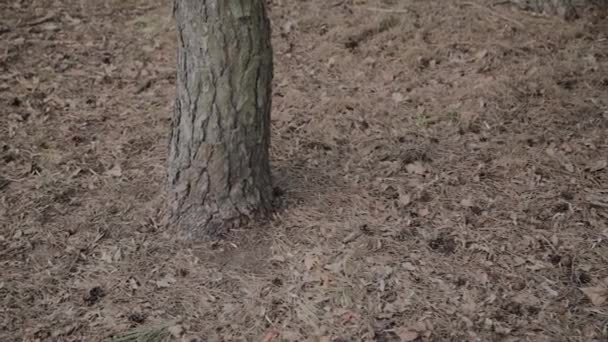 Стовбури коричневого дерева в лісі в сонячний день . — стокове відео