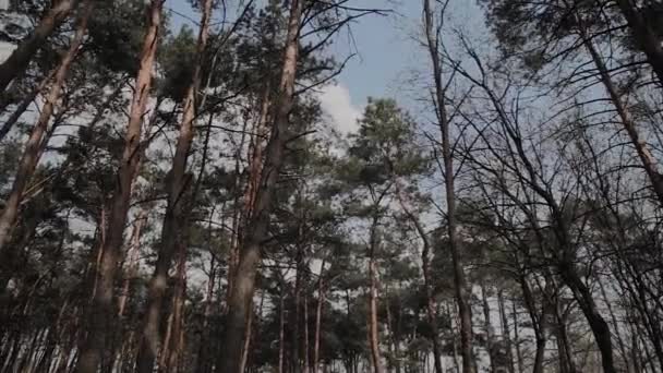 Hermosas ramas de árbol contra el cielo azul . — Vídeos de Stock