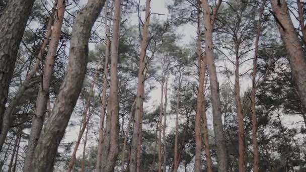 Ветки деревьев на фоне голубого неба . — стоковое видео