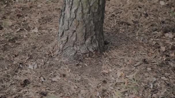 Troncos de árvore marrom na floresta em um dia ensolarado . — Vídeo de Stock