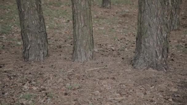 Troncos de árbol marrón en el bosque en un día soleado . — Vídeo de stock