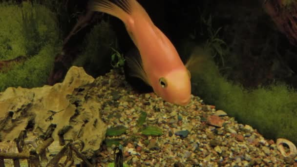 Aranyhal az otthoni akváriumban. — Stock videók