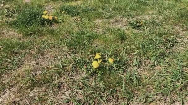 Gele mooie paardebloemen op groen gras. — Stockvideo