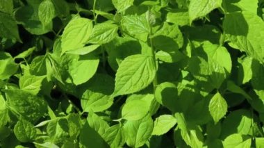 Güneşli bir günde bir çalıgüzel yeşil yaprakları.