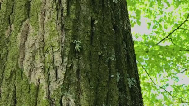 Écorce d'arbre à proximité. Journée ensoleillée et lumineuse .