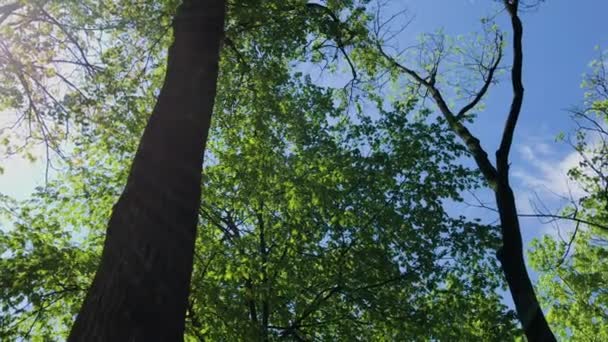 Caminhando pela floresta de verão. Árvores coroas e raios solares. UHD 4K . — Vídeo de Stock