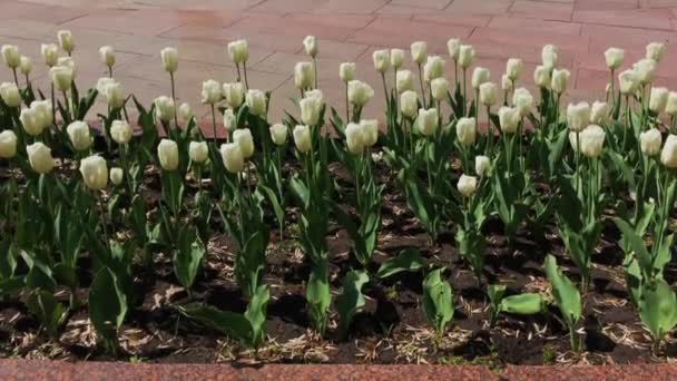Weiße Tulpen auf einem Stadtbett. — Stockvideo