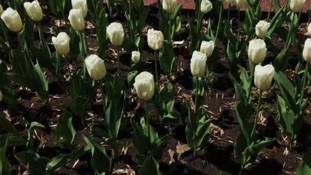 Weiße Tulpen auf einem Stadtbett. — Stockvideo