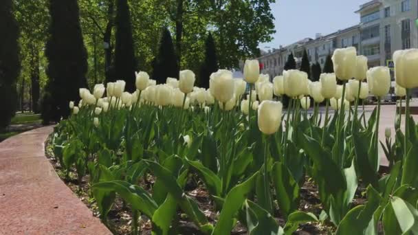 Tulipanes blancos en una cama de ciudad . — Vídeo de stock