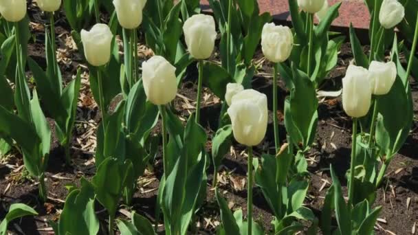White tulips on a city bed. — Stock Video