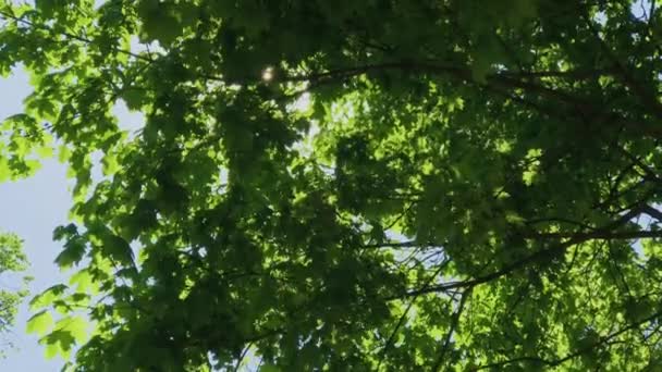 Promenade dans la forêt d'été. Arbres couronnes et rayons du soleil. UHD 4K . — Video