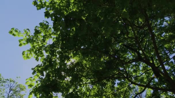 Caminhando pela floresta de verão. Árvores coroas e raios solares. UHD 4K . — Vídeo de Stock