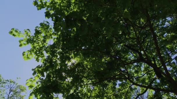 Promenade dans la forêt d'été. Arbres couronnes et rayons du soleil. UHD 4K . — Video