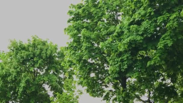 Las ramas verdes del árbol en el tiempo nublado . — Vídeos de Stock