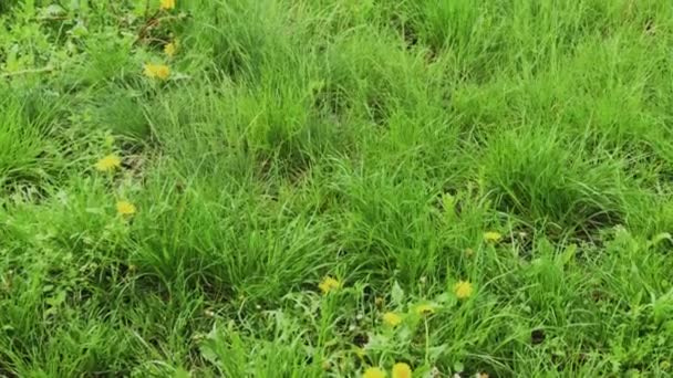 Зелена трава після дощу в похмуру погоду . — стокове відео