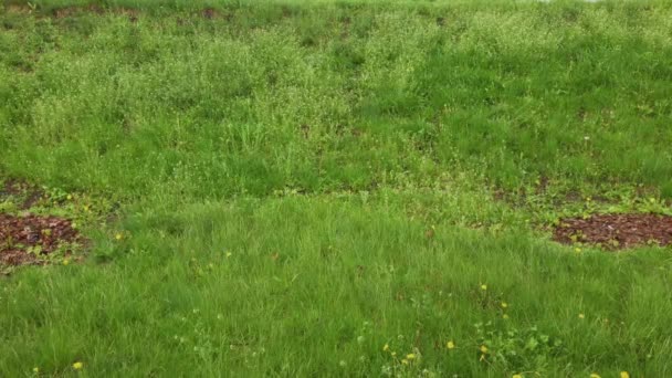 Herbe verte après la pluie par temps nuageux . — Video