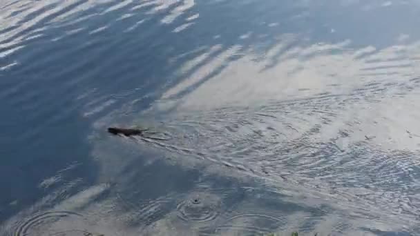 Küçük kunduz yazın gölde yüzer.. — Stok video
