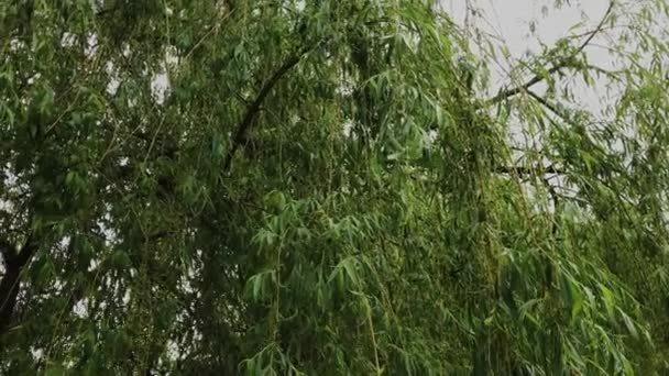 Willow branches after rain in cloudy weather. — ストック動画