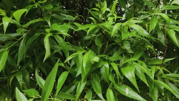 Hojas verdes húmedas de un árbol en tiempo nublado . — Vídeos de Stock