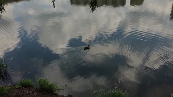 Un pato gris solitario nada cerca del lago . — Vídeos de Stock