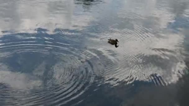 Een eenzame grijze eend zwemt in de buurt van het meer. — Stockvideo