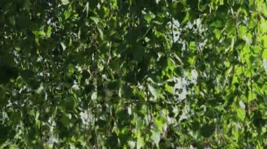 Güneşte bir ağacın yeşil yaprakları ve dalları.