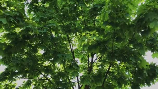 Güneşte bir ağacın yeşil yaprakları ve dalları. — Stok video