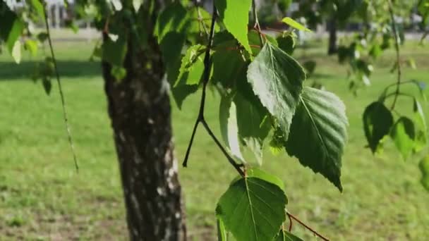 Grüne Blätter und Äste eines Baumes in der Sonne. — Stockvideo