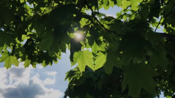 Güneşte bir ağacın yeşil yaprakları ve dalları. — Stok video