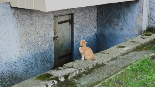 Beton evin yanında oturan kırmızı kedi. — Stok video