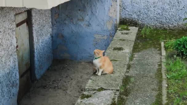 Beton evin yanında oturan kırmızı kedi. — Stok video