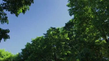 Güneşte bir ağacın yeşil yaprakları ve dalları.