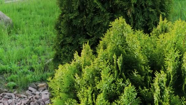 Hermosas ramas de árbol verde Thuja archivo de vídeo . — Vídeo de stock