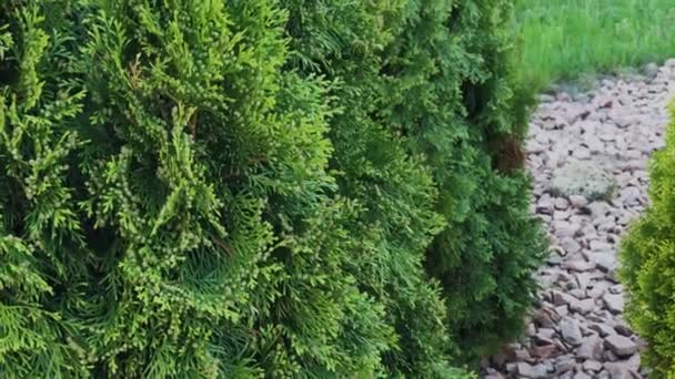 美しい緑の木の枝の Thuja ストック映像ビデオ. — ストック動画